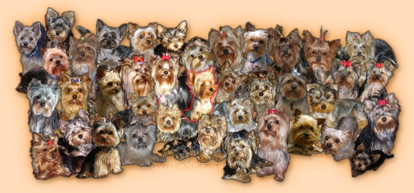 fotomontaz1.jpg, 152 kB