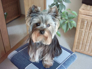 Benji