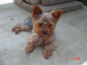 Albert